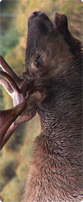 Gone Hunting (Elk)